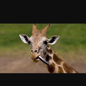 Meet your Posher, Priest-ahngel